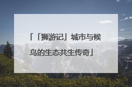 「狮游记」城市与候鸟的生态共生传奇