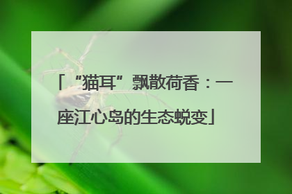 “猫耳”飘散荷香：一座江心岛的生态蜕变