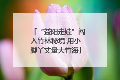 “益阳走娃”闯入竹林秘境 用小脚丫丈量大竹海