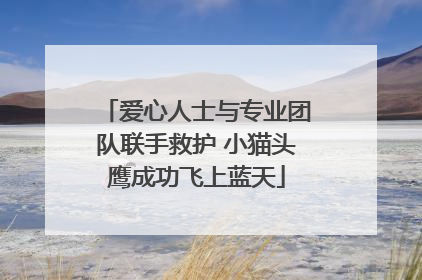 爱心人士与专业团队联手救护 小猫头鹰成功飞上蓝天