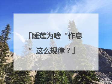 睡莲为啥“作息”这么规律？