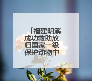 福建明溪成功救助放归国家一级保护动物中华穿山甲
