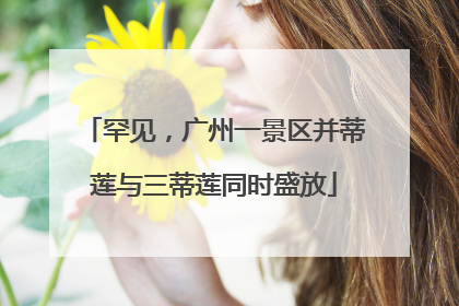 罕见，广州一景区并蒂莲与三蒂莲同时盛放