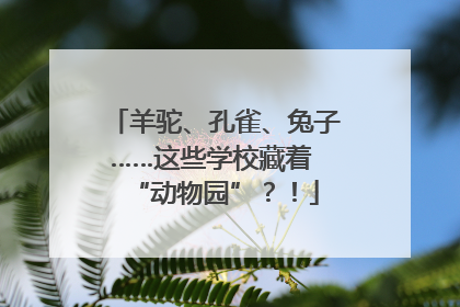 羊驼、孔雀、兔子……这些学校藏着 “动物园”？！