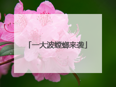 一大波螳螂来袭