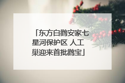 东方白鹳安家七星河保护区 人工巢迎来首批鹳宝