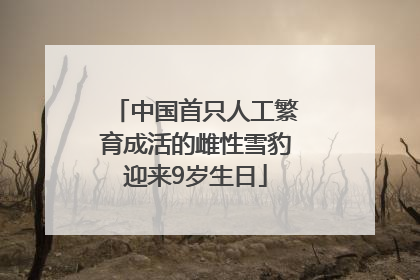 中国首只人工繁育成活的雌性雪豹迎来9岁生日