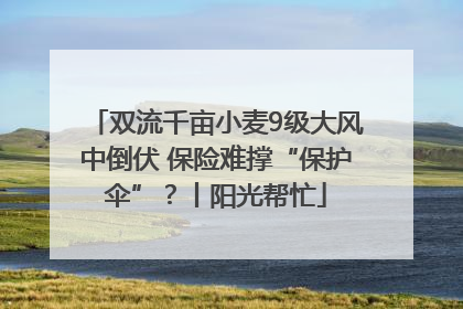 双流千亩小麦9级大风中倒伏 保险难撑“保护伞”？丨阳光帮忙