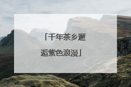 千年茶乡邂逅紫色浪漫