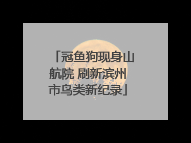 冠鱼狗现身山航院 刷新滨州市鸟类新纪录