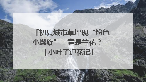 初夏城市草坪现“粉色小螺旋”，竟是兰花？ | 小叶子沪花记