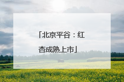 北京平谷：红杏成熟上市