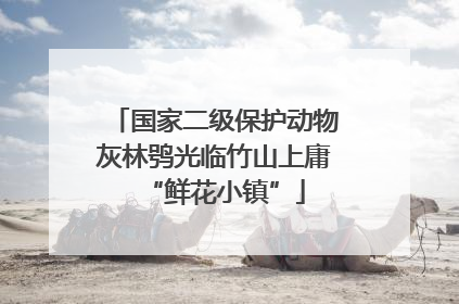 国家二级保护动物灰林鸮光临竹山上庸“鲜花小镇”