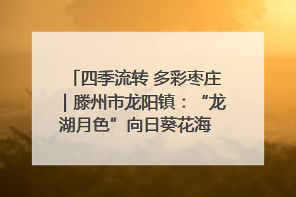 四季流转 多彩枣庄｜滕州市龙阳镇：“龙湖月色”向日葵花海 绘就乡村振兴新画卷