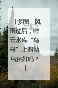 多图｜风雨过后，密云水库“鸟岛”上的幼鸟还好吗？