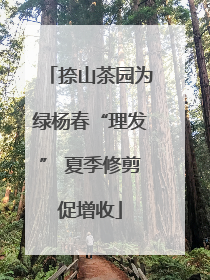 捺山茶园为绿杨春“理发” 夏季修剪促增收