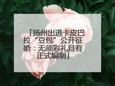 扬州出逃卡皮巴拉“豆包”公开征婚：无须彩礼且有正式编制