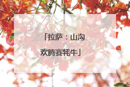 拉萨：山沟欢腾赛牦牛