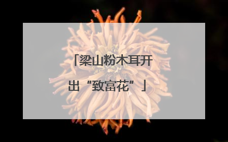 梁山粉木耳开出“致富花”