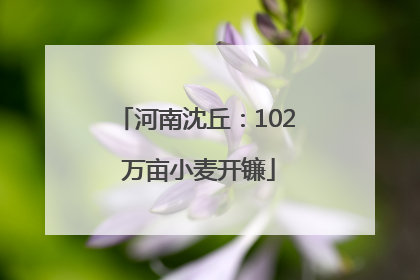 河南沈丘：102 万亩小麦开镰