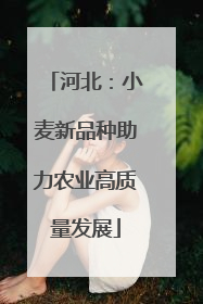 河北：小麦新品种助力农业高质量发展