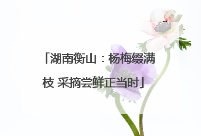 湖南衡山：杨梅缀满枝 采摘尝鲜正当时