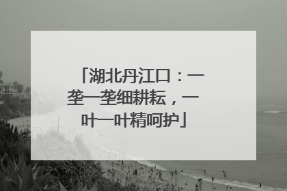 湖北丹江口：一垄一垄细耕耘，一叶一叶精呵护