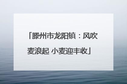 滕州市龙阳镇：风吹麦浪起 小麦迎丰收