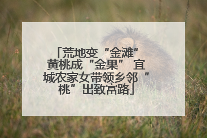 荒地变“金滩” 黄桃成“金果” 宜城农家女带领乡邻“桃”出致富路