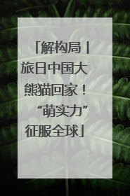 解构局丨旅日中国大熊猫回家！“萌实力”征服全球