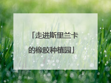 走进斯里兰卡的橡胶种植园