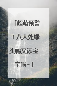 超萌预警！八大处绿头鸭又添宝宝啦~