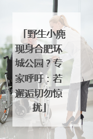 野生小麂现身合肥环城公园？专家呼吁：若邂逅切勿惊扰