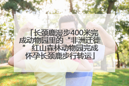 长颈鹿漫步400米完成动物园里的“非洲迁徙” 红山森林动物园完成怀孕长颈鹿步行转运