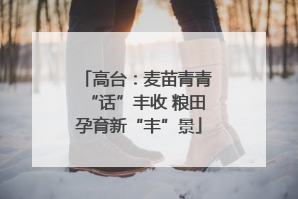 高台：麦苗青青“话”丰收 粮田孕育新“丰”景