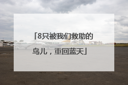 8只被我们救助的鸟儿，重回蓝天